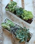 福祿桐組合小盆景 Polyscias Arrangement